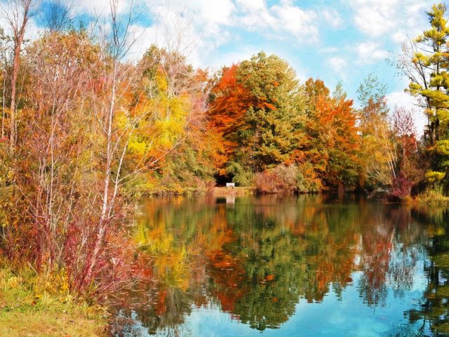 automne et réflexologie