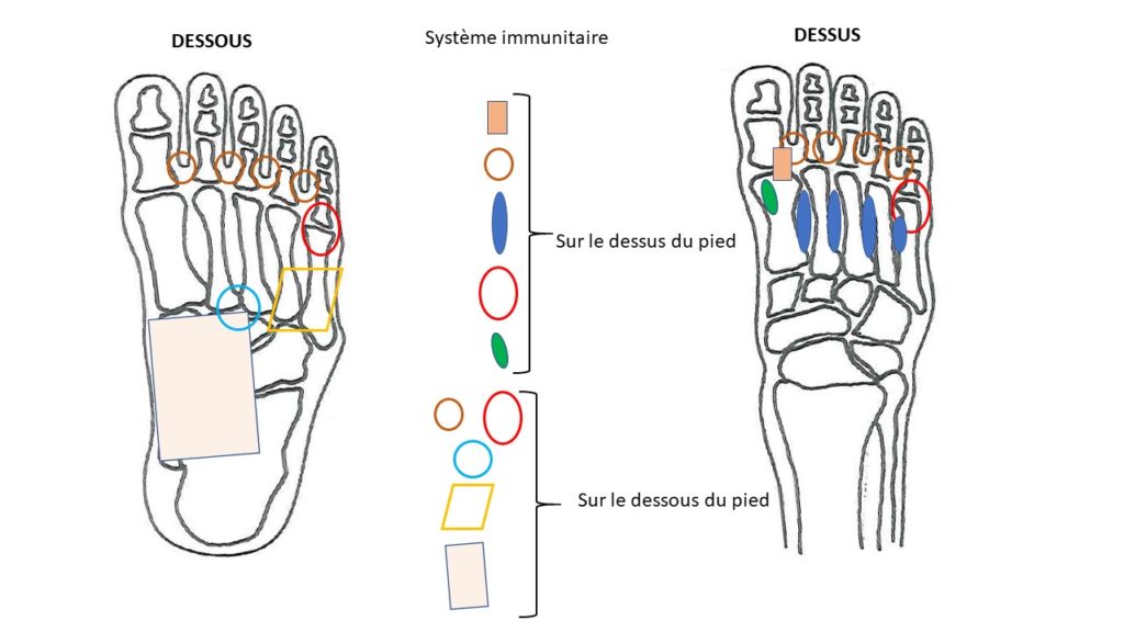 zones réflexes système immunitaire
