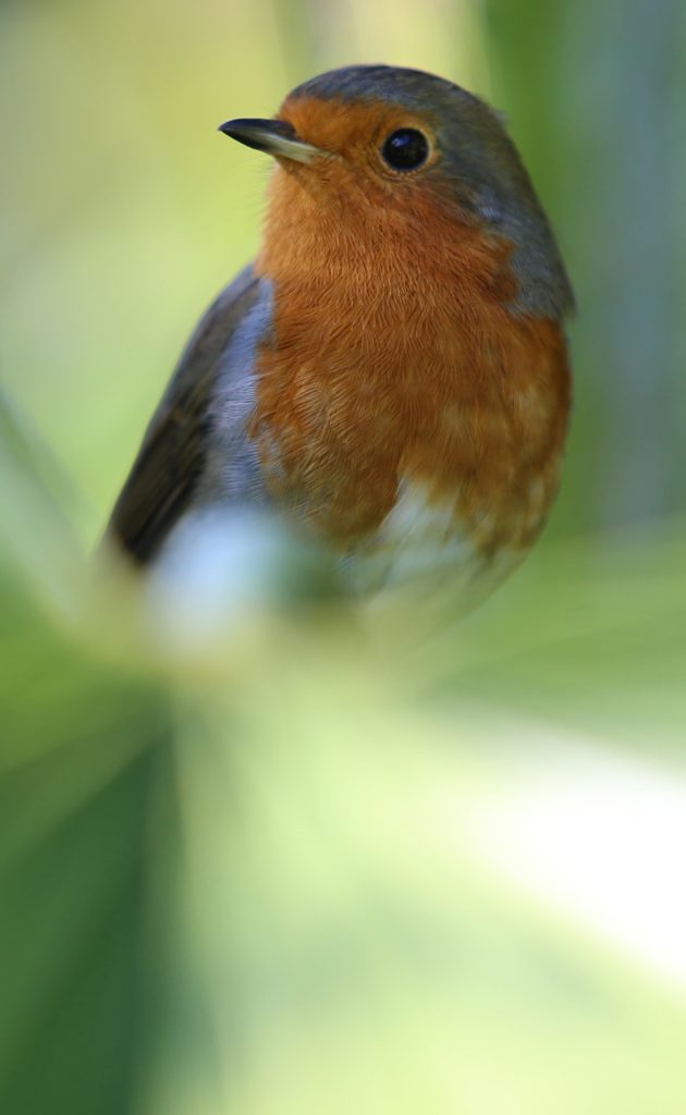 oiseau printemps