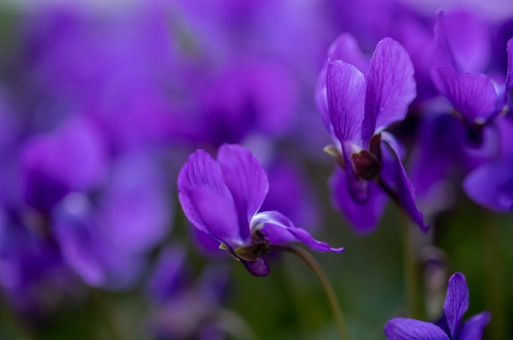printemps violettes