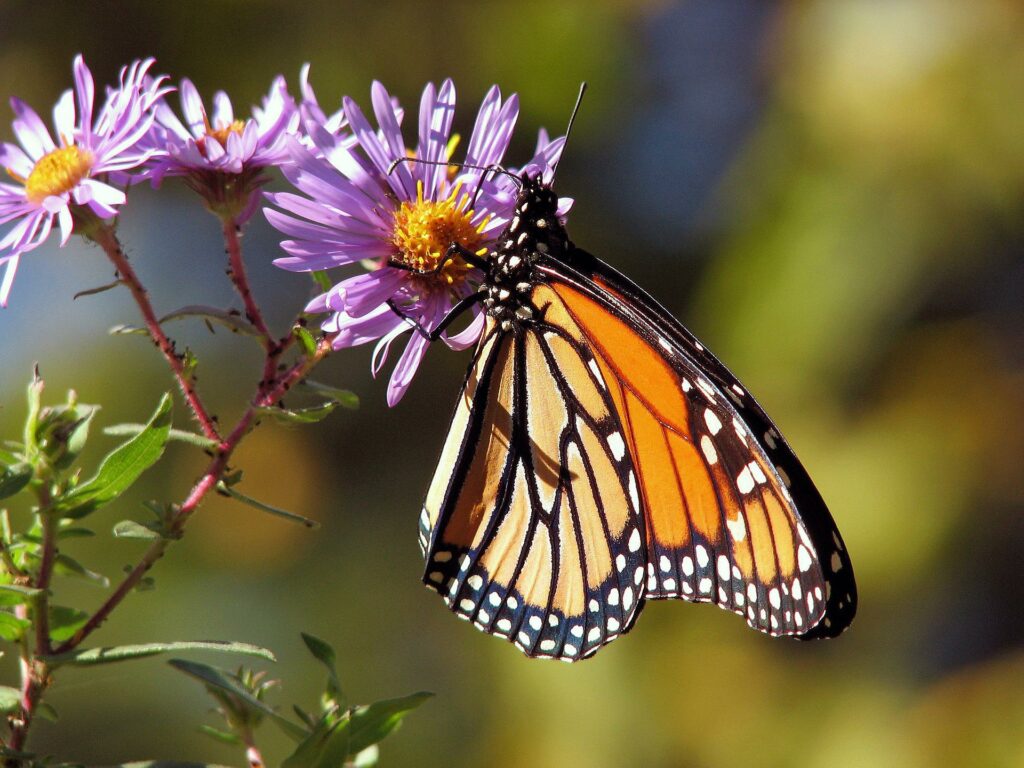 nature papillon