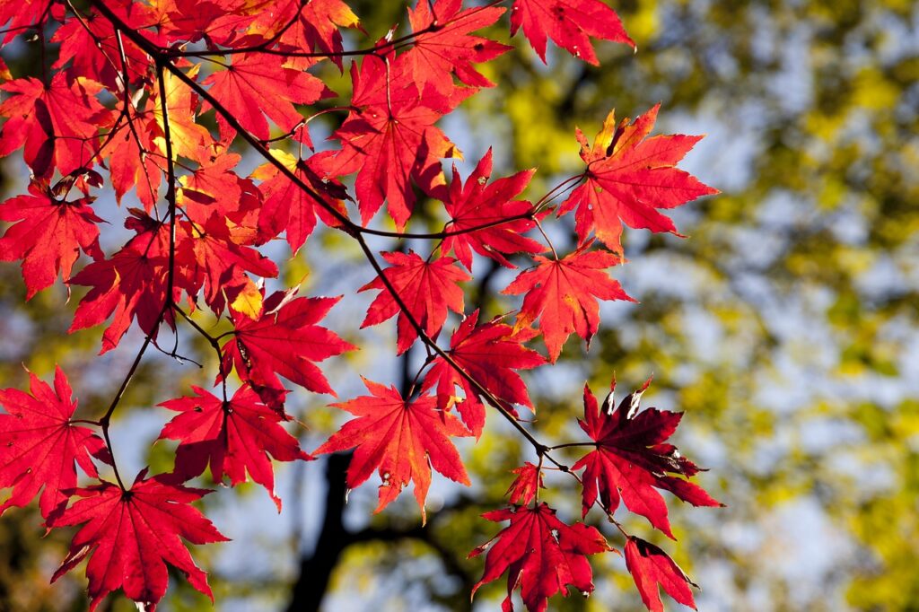 automne et réflexologie